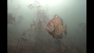 Ice Fishing Underwater Camera Midday Bluegill Bite [upl. by Nemrac]