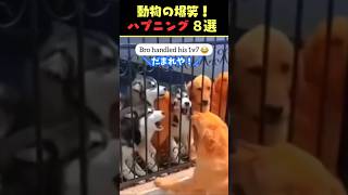 Xで78億回バズった動物ハプニング動画8選！8Animal Happenings Videos That Got 780 Million Buzz on X犬猫動物ペットshorts [upl. by Molly]