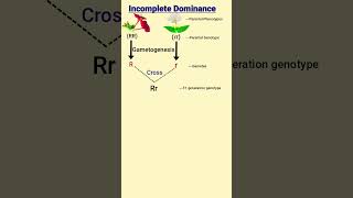 Incomplete Dominance and Codominance  Mendels laws of inheritance [upl. by Waddle]