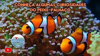 Conheça algumas curiosidades do peixepalhaço [upl. by Lehpar]