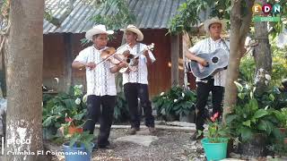 El Caimancito  Trio Placer Huasteco [upl. by Lauro]