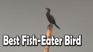 Facts About The Great Cormorant Birds  The World’s Best FishEater Bird [upl. by Jerrold]