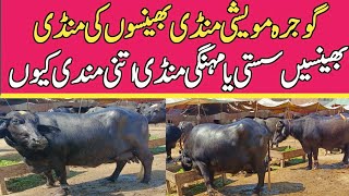 Today Buffalo Fresh Rates update  Gojra Maweshi Mandi  Buffalo Mandi 2024 [upl. by Heppman831]