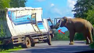 Angry Wild Elephant Attack To Container In Forest Road [upl. by Puduns678]