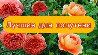 Лучшие розы для полутени [upl. by Toy]