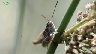 Oberflächenangeln auf Forelle  Tipp für den Forellensee [upl. by Ahoufe]