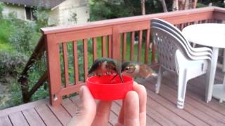 HandFeeding Hummingbirds [upl. by Dranyam680]