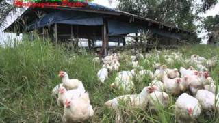 OrganicNatural Farming FreerangePastured Chicken [upl. by Ahsonek]