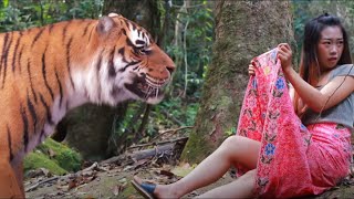 tiger in big jungle the girl afraid of tiger [upl. by Orual878]