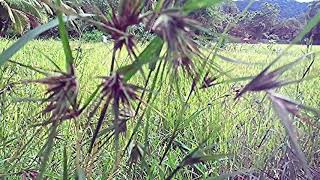 Heteropogon contortus E thanaethana ඊතණ [upl. by Berty]