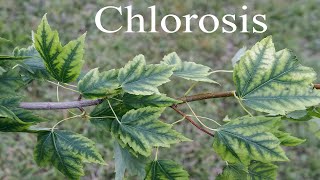 Iron Chlorosis on Red Maple [upl. by Anneirda467]