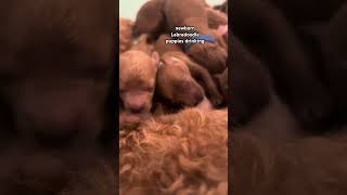 Newborn puppies drinking [upl. by Selrahcnhoj74]