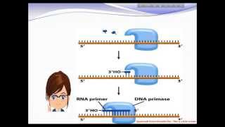 DNA Primase [upl. by Jemena920]