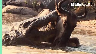 Underwater Ambush from Crocodile  BBC Earth [upl. by Enaed]