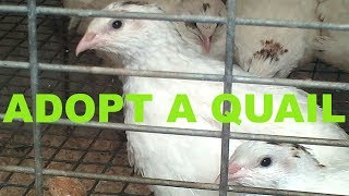 Keep Quails For Eggs Adopt Them At A Butcher Shop [upl. by Ahseined]