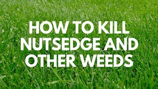 How to Kill Nutsedge and Other Weeds  Image Kills Nutsedge [upl. by Airbmak]