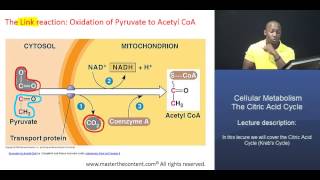 MCAT® Citric Acid Cycle Part 1  Acetyl CoA formation [upl. by Essilec144]