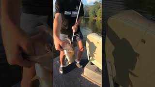 Nice bass choked spook trying to feed on top of shad balls bassfishing hugebassmoster￼ [upl. by Nari]