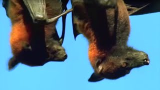 Mating Fruit Bats  Wild Indonesia  BBC Earth [upl. by Nosirb]