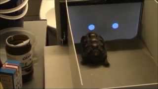 Tortoises Trained to Use Touchscreen  WIRED [upl. by Elleirbag149]