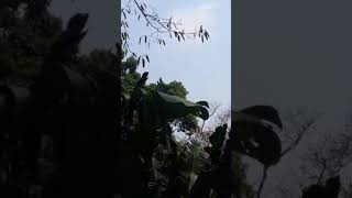 Este animalito está en peligro de extinción en Guatemala [upl. by Hairahcez]