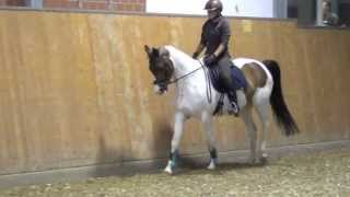 Skewbald pony mare  2005 for sale [upl. by Ramsay]