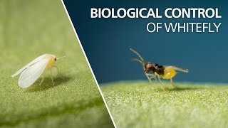 Biological control of whitefly  Encarsia Formosa [upl. by Dnomde260]