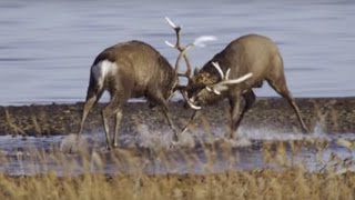 Deer Battle For Dominance  Wild Japan  BBC Earth [upl. by Nerw824]