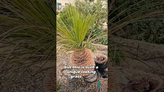 Grass Tree  A Special Perennial [upl. by Airual]