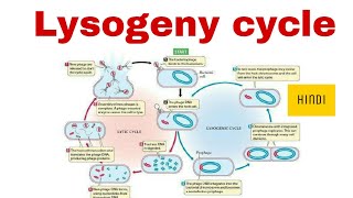 Lysogeny cycle of Bacteriophage in Hindi [upl. by Tyson]