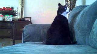 Deaf Cat Confusing Wake Up [upl. by Herald]