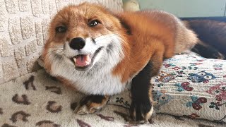 Excited Fox Noises  Fox Laughing and Squeaking [upl. by Batista773]