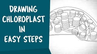 How to draw Chloroplast in easy steps  Cell Structure and function  ncert class 11 CBSE Biology [upl. by Airehtfele]