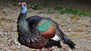 Ocellated Turkey sound effectEndangered species [upl. by Hiltner]