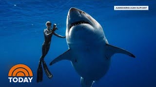 Hawaii Diver Swims With Record Breaking Largest Great White Shark  TODAY [upl. by Inail]