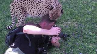 Cheetah licks photographer [upl. by Nosnevets509]