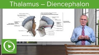 Thalamus – Diencephalon  Lecturio [upl. by Nazler473]