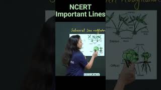 Subaerial Modifications Of Stem  Stolon Sucker Runner Offset  NCERT Important Lines  neet2025 [upl. by Ebeohp923]