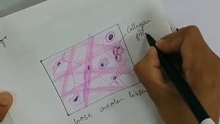 Histology Drawing of Loose Areolar Tissue with explanation  connective tissue [upl. by Eirrod]