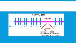 Ataxia espinocerebelosa spinocerebellar Tipo 10 Type 10 SCA10 [upl. by Kattie]