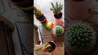 Kaktüs 🌵 aileme yeni katılanlar plants çiçek flowers [upl. by Holly-Anne]