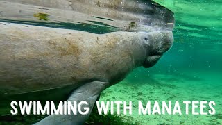 Swimming With Manatees In The Homosassa Springs [upl. by Meid]