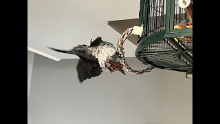 Merlin African grey timneh parrot is feeling very pretty today [upl. by Fineman348]