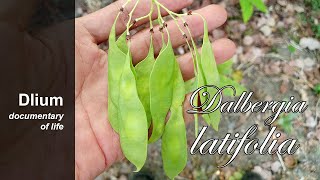 Indian rosewood Dalbergia latifolia  part 6 [upl. by Nyar]