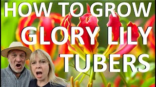 How to Plant and Grow Glory Lily tubers  Gloriosa superba rothschildiana [upl. by Toolis]