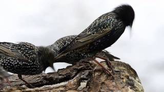 Stare Sturnus vulgaris © Lothar Lenz [upl. by Tingley]