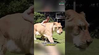 Liger  The Biggest Cat On Our Earth [upl. by Jacobina]