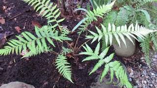 Planting a small Tasmanian Tree fern [upl. by Radnaskela]