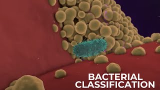 Classification of Bacteria on the basis of Respiration  Shapes amp Cell Wall Composition [upl. by Vladimir]