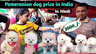 Pomeranian Dog price in india  Teacup dog price in India cute puppies  small Dog price in India [upl. by Comfort]